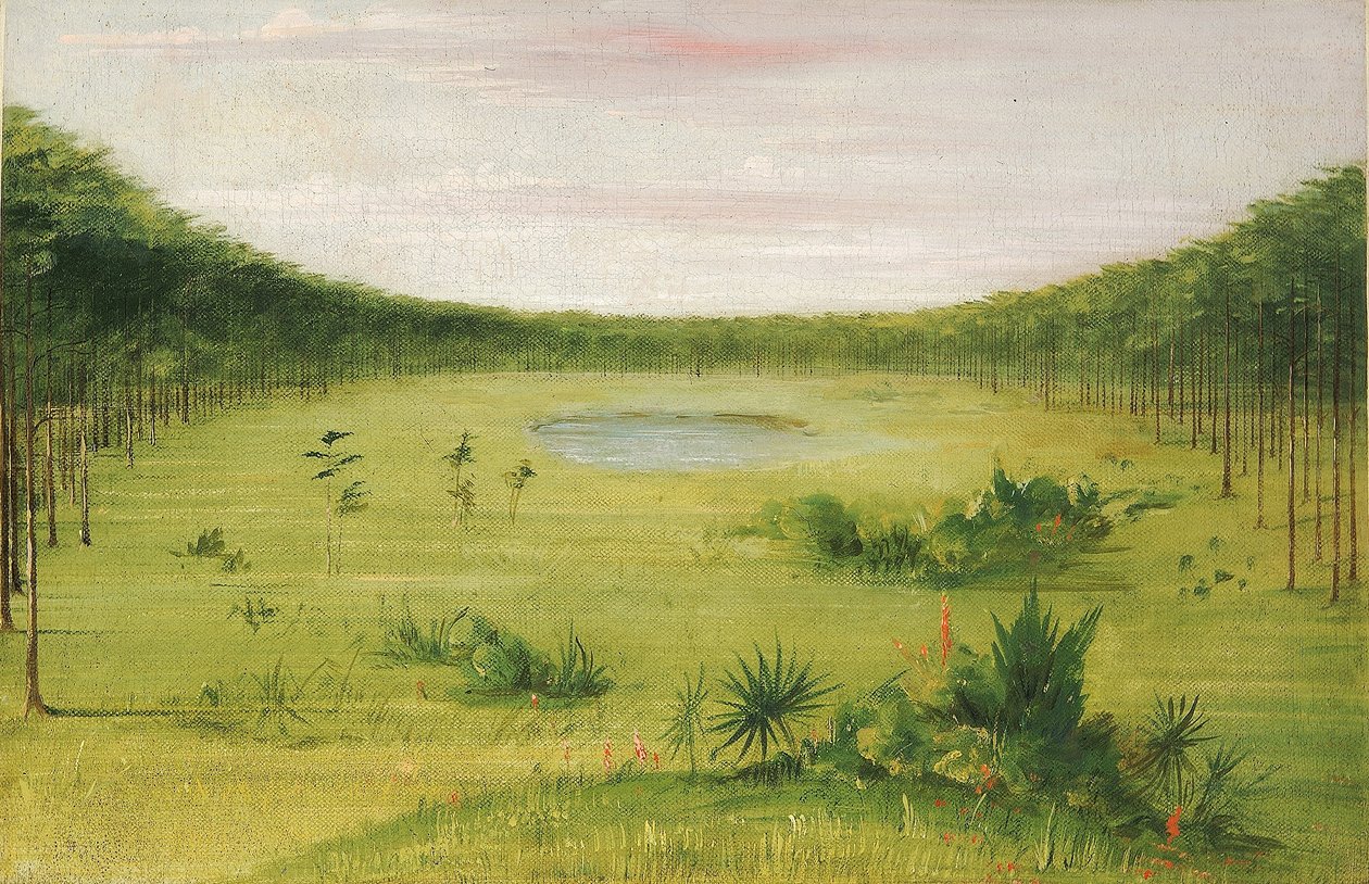 Krásná savana v borovicovém lese na Floridě od George Catlin