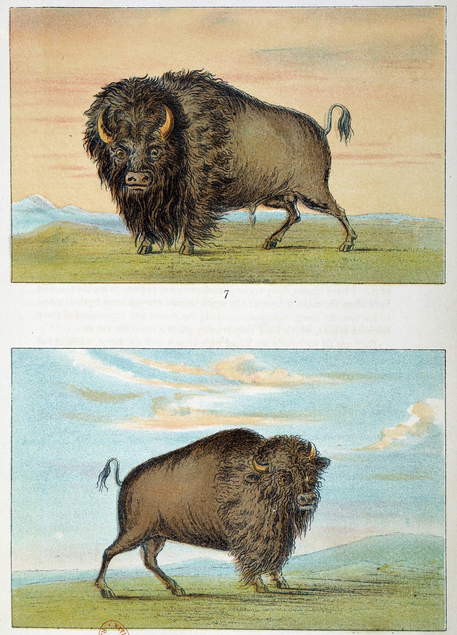 Bison, muž a žena, Spojené státy americké. Ilustrace George Catlin (1794-1872) od George Catlin