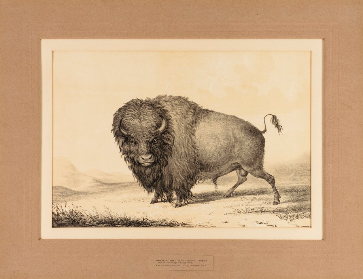Buffalo Bull - č. 2 od George Catlin