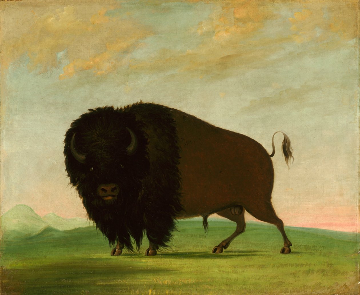 Buvolí býk, pasoucí se na prérii od George Catlin