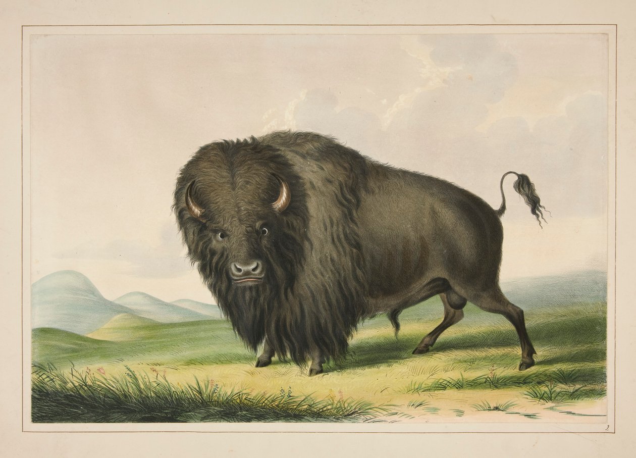 Buffalo Bull Grazing, pl. 2 z portfolia severoamerických indiánů od George Catlin