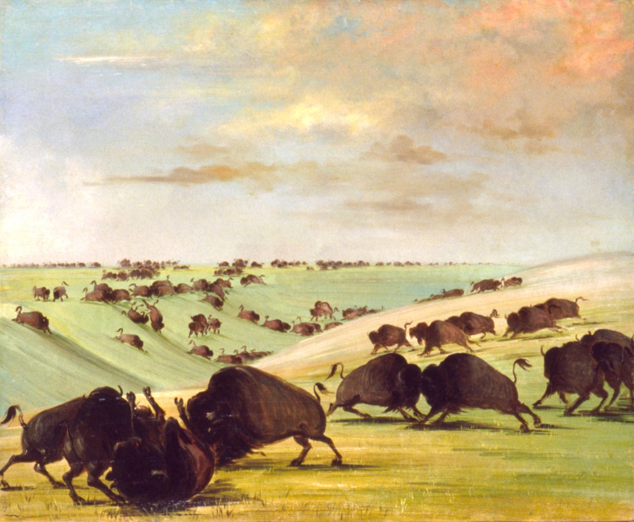 Buffalo Bulls bojuje v běžecké sezóně, Upper Missouri od George Catlin