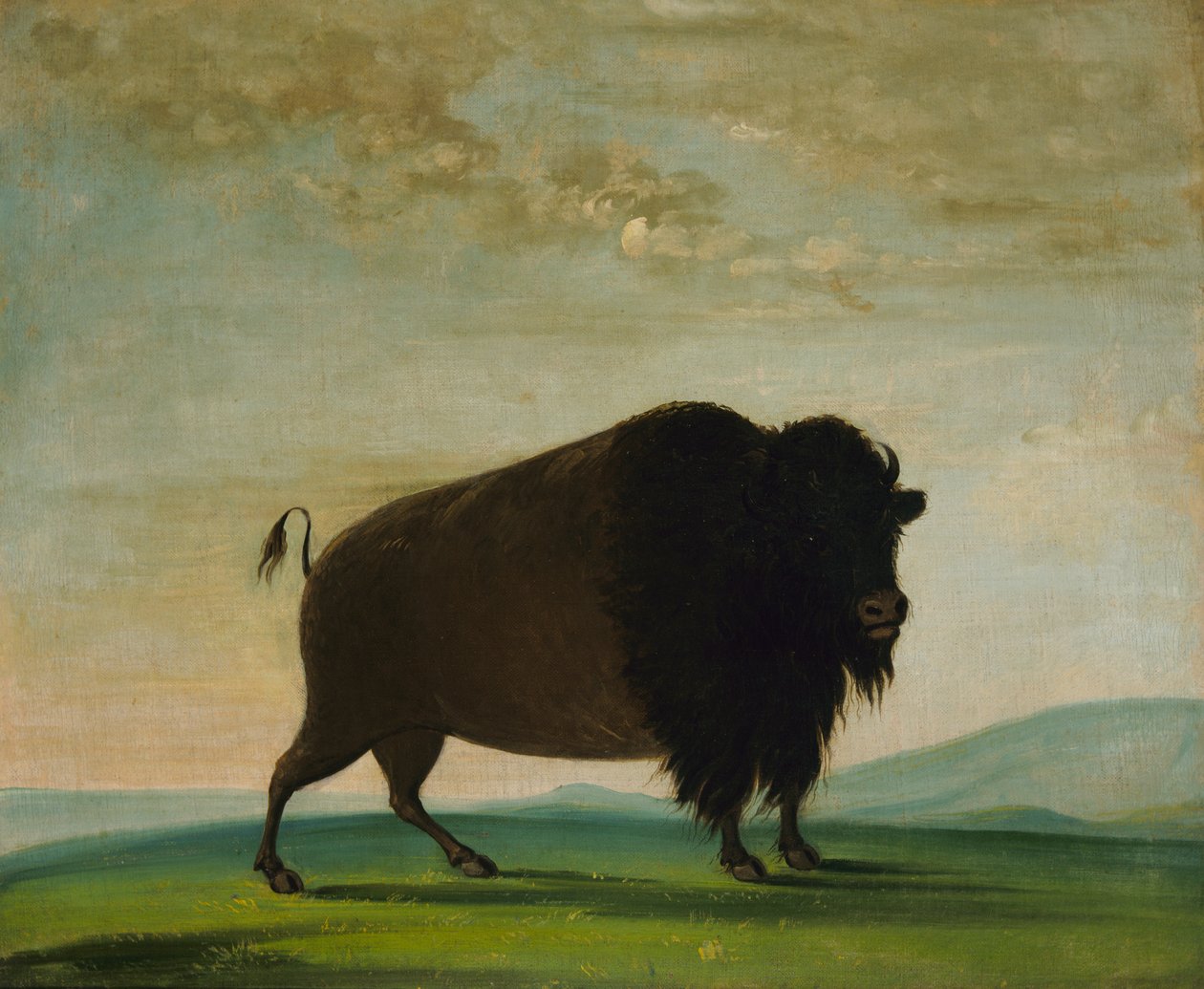 Buvolí kráva, pasoucí se na prérii, 1832-1833. od George Catlin