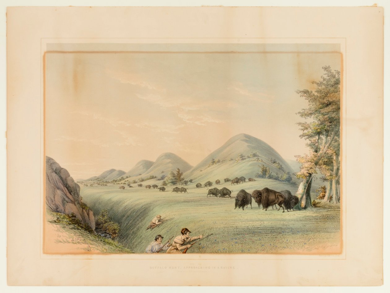 Lov na bizona; Přibližování v rokli - č. 11 od George Catlin