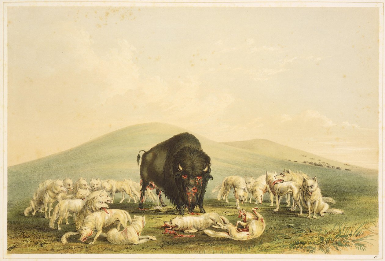 Lov na bizona: Lov na bizona: Bílí vlci útočí na buvolího býka od George Catlin