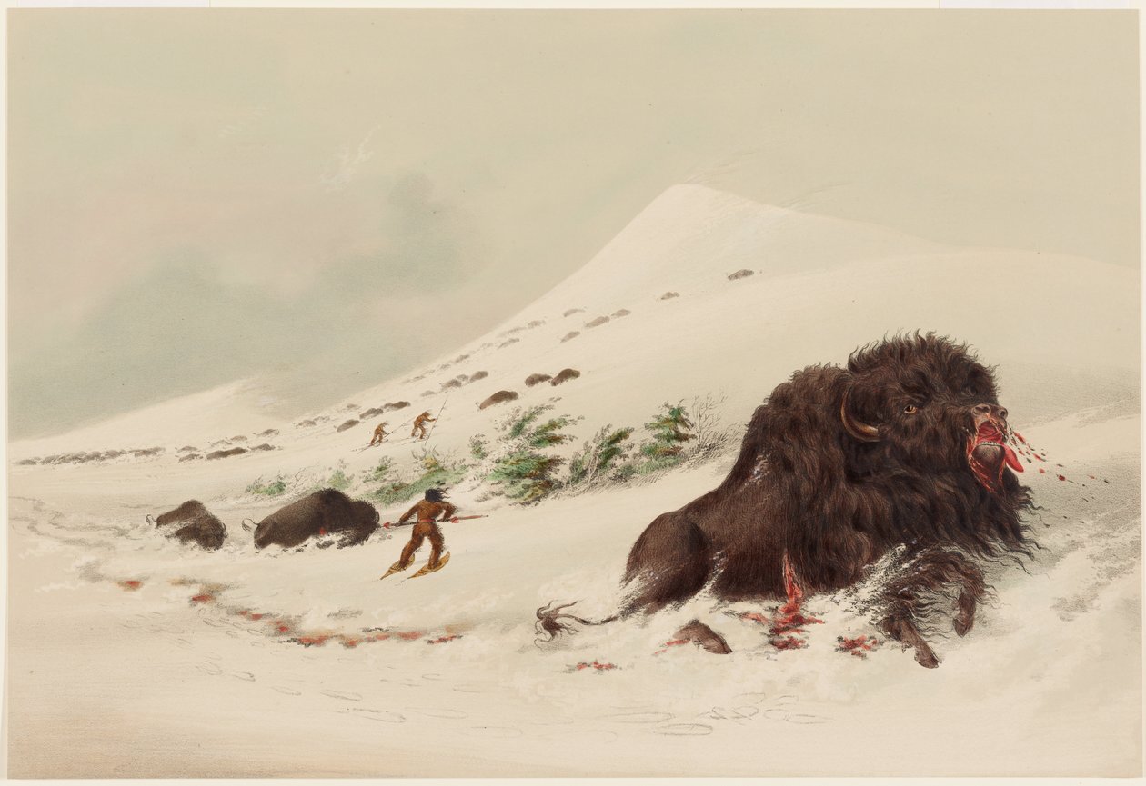 Lov bizonů, umírající bizoní býk ve sněhové závěji od George Catlin