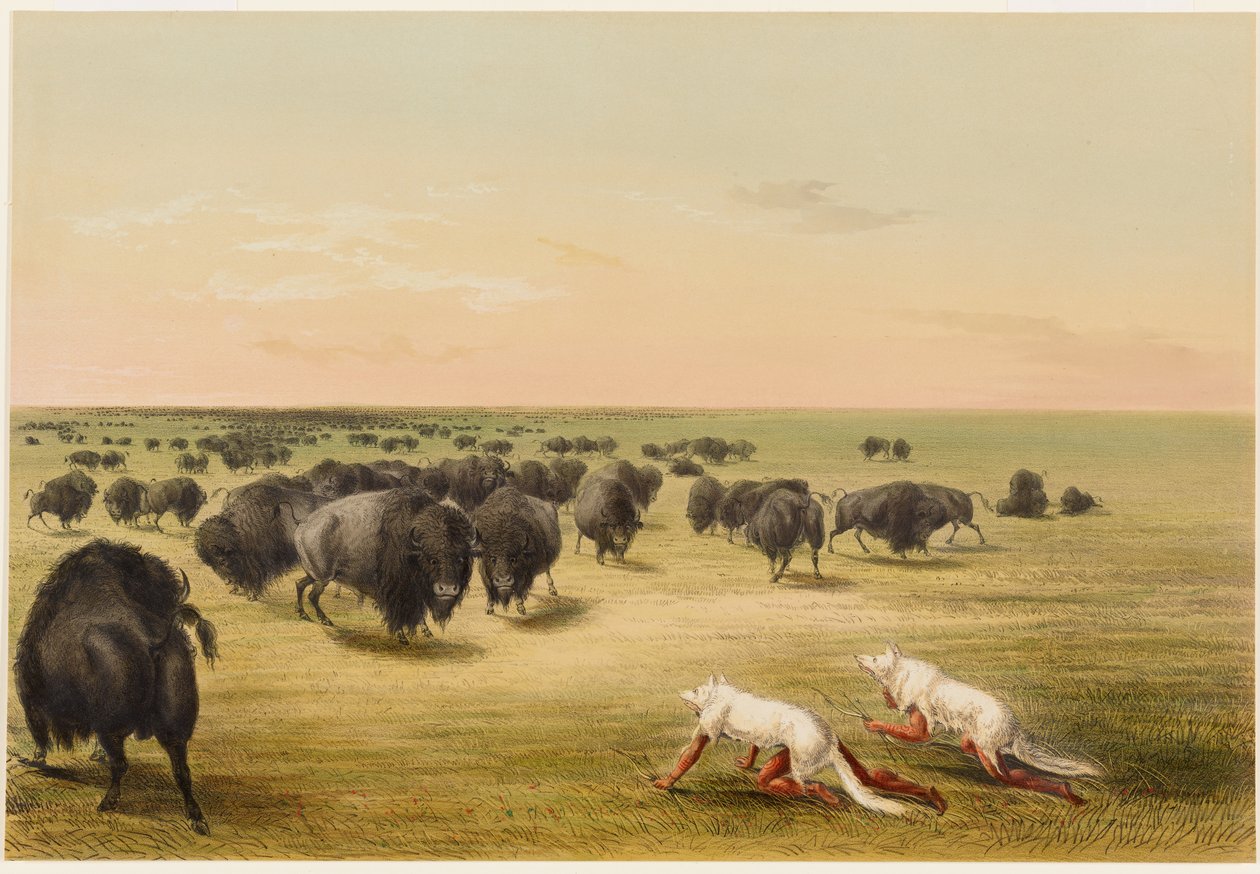 Lov na bizony, pod kůží bílého vlka od George Catlin