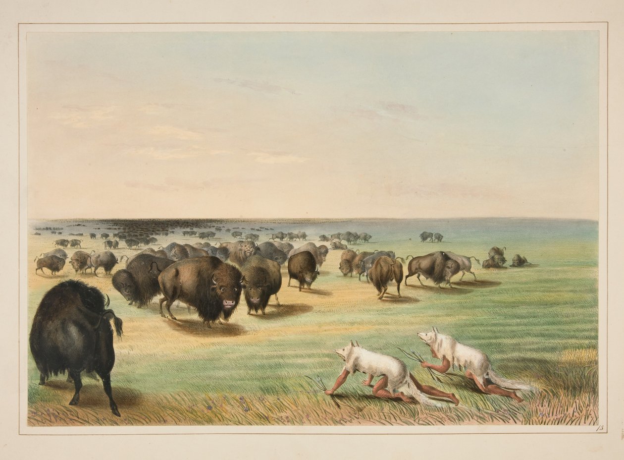 Lov bizonů pod kůží bílého vlka, tabule 13 z portfolia severoamerických Indiánů od George Catlin
