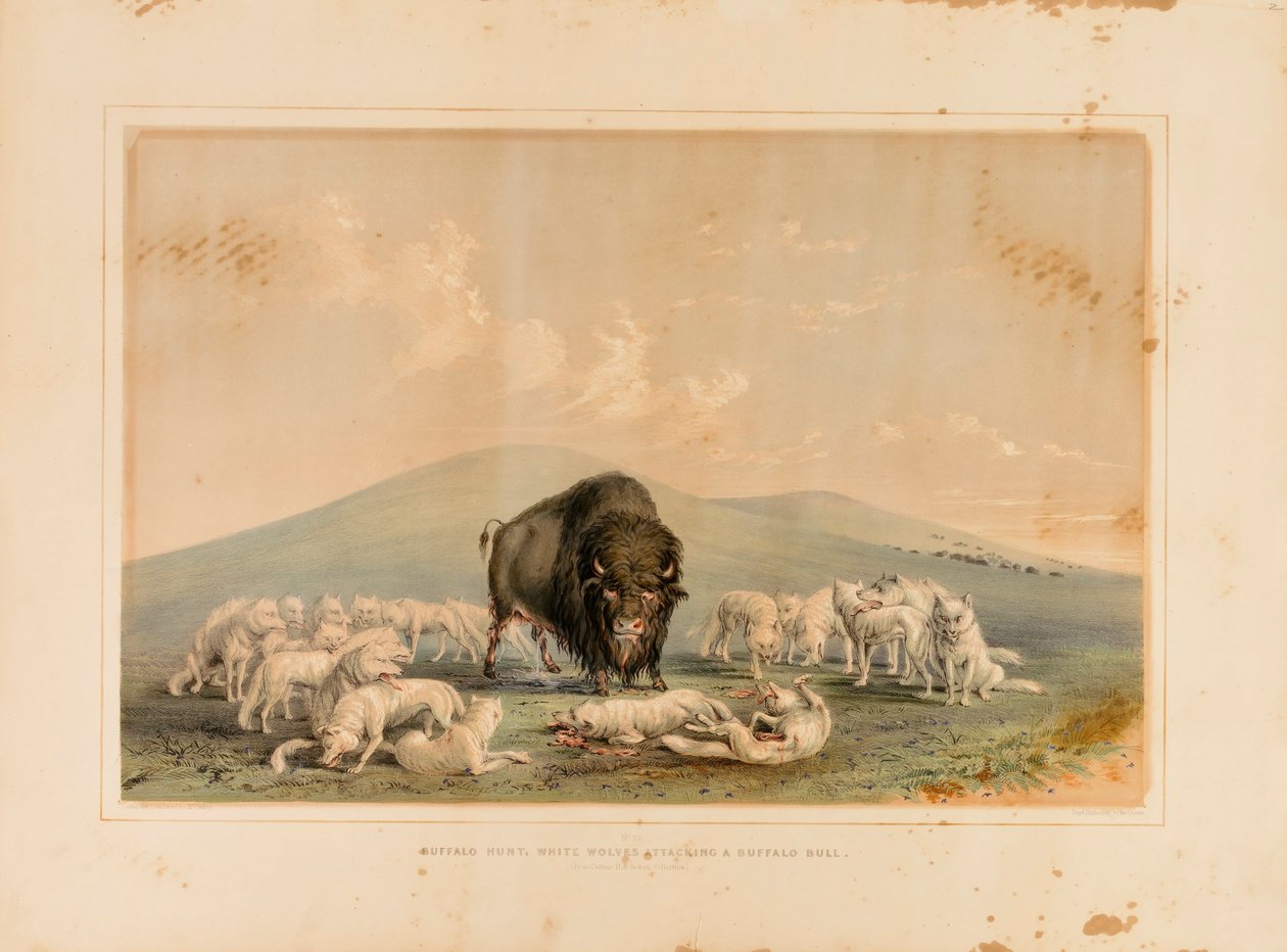 Lov bizonů, bílí vlci útočí na bizoního býka - č. 10 od George Catlin