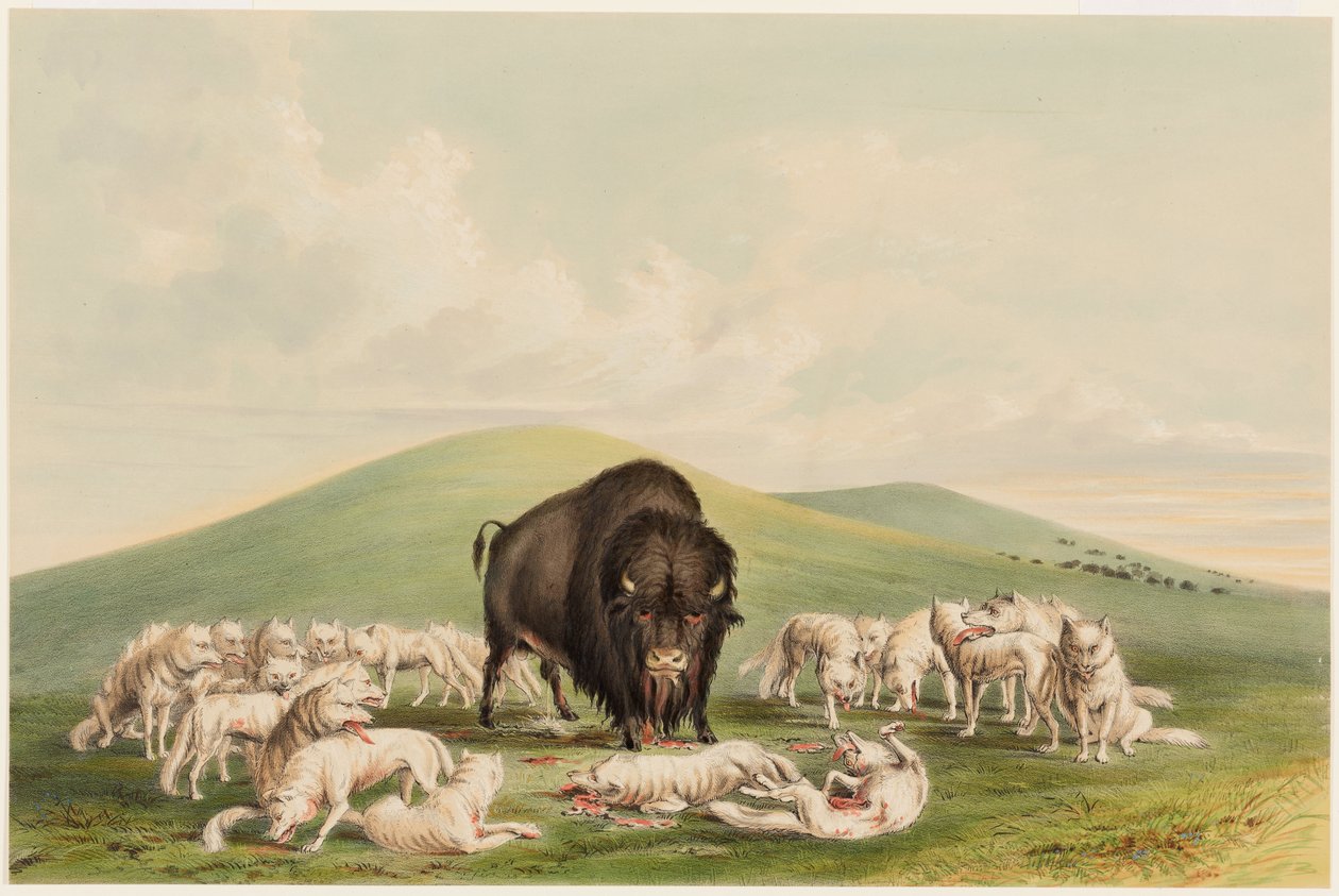 Buffalo Hunt, Bílí vlci útočící na Buffalo Bull od George Catlin