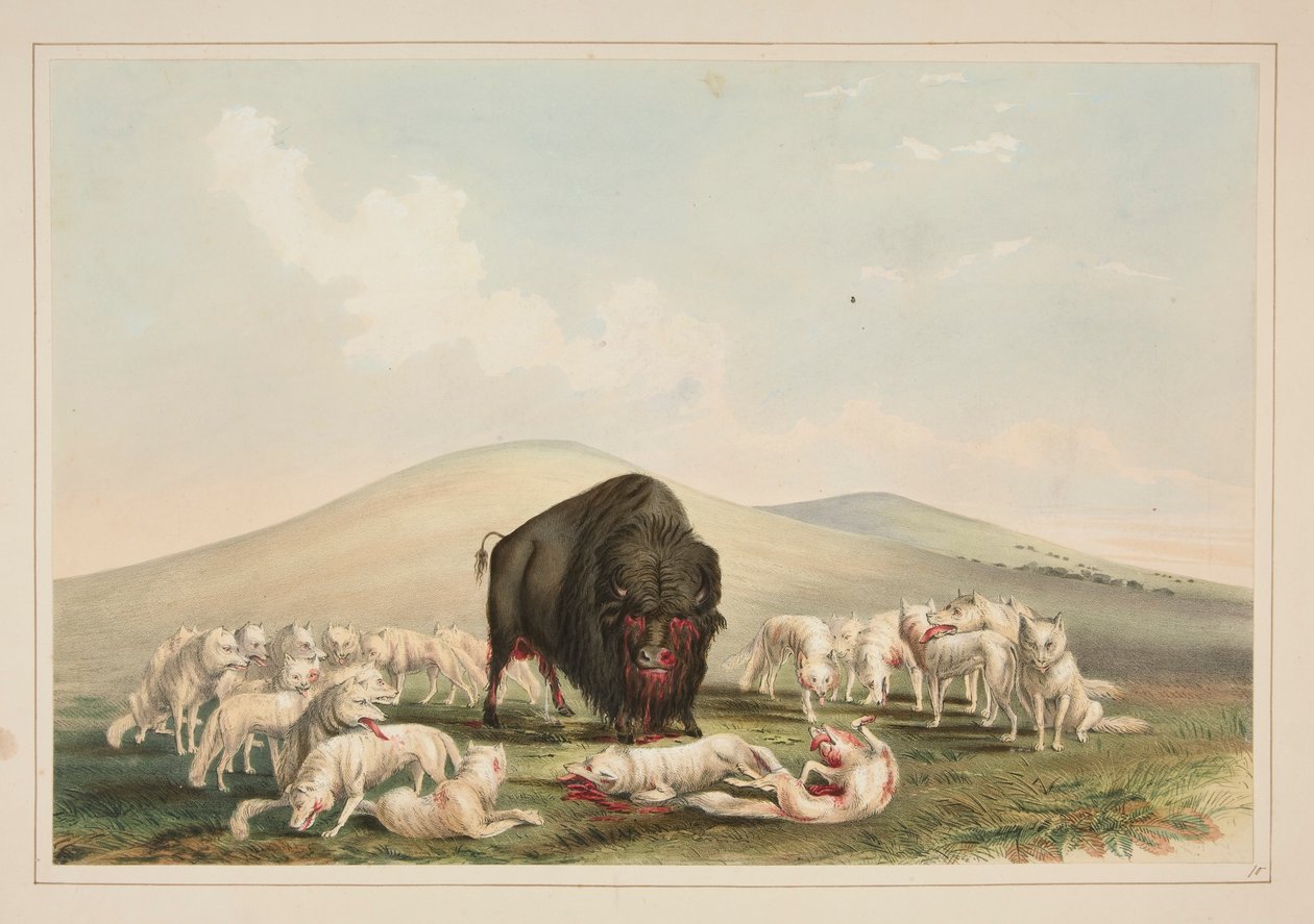Buffalo Hunt, White Wolves Attacking a Buffalo Bull, pl. 10 z portfolia severoamerických indiánů od George Catlin
