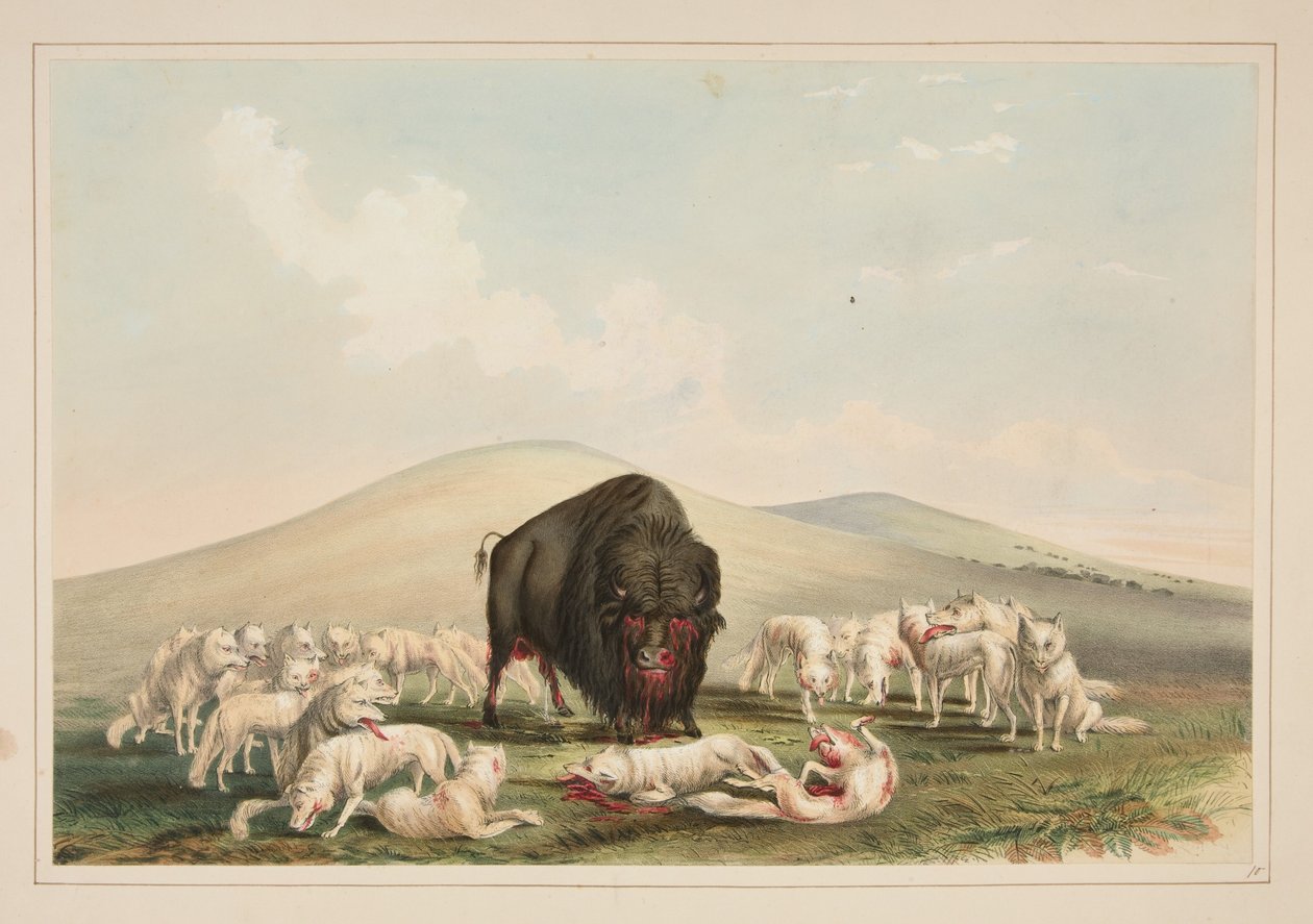 Lov bizonů, bílí vlci útočí na bizoního býka, tabule 10 z portfolia severoamerických indiánů od George Catlin