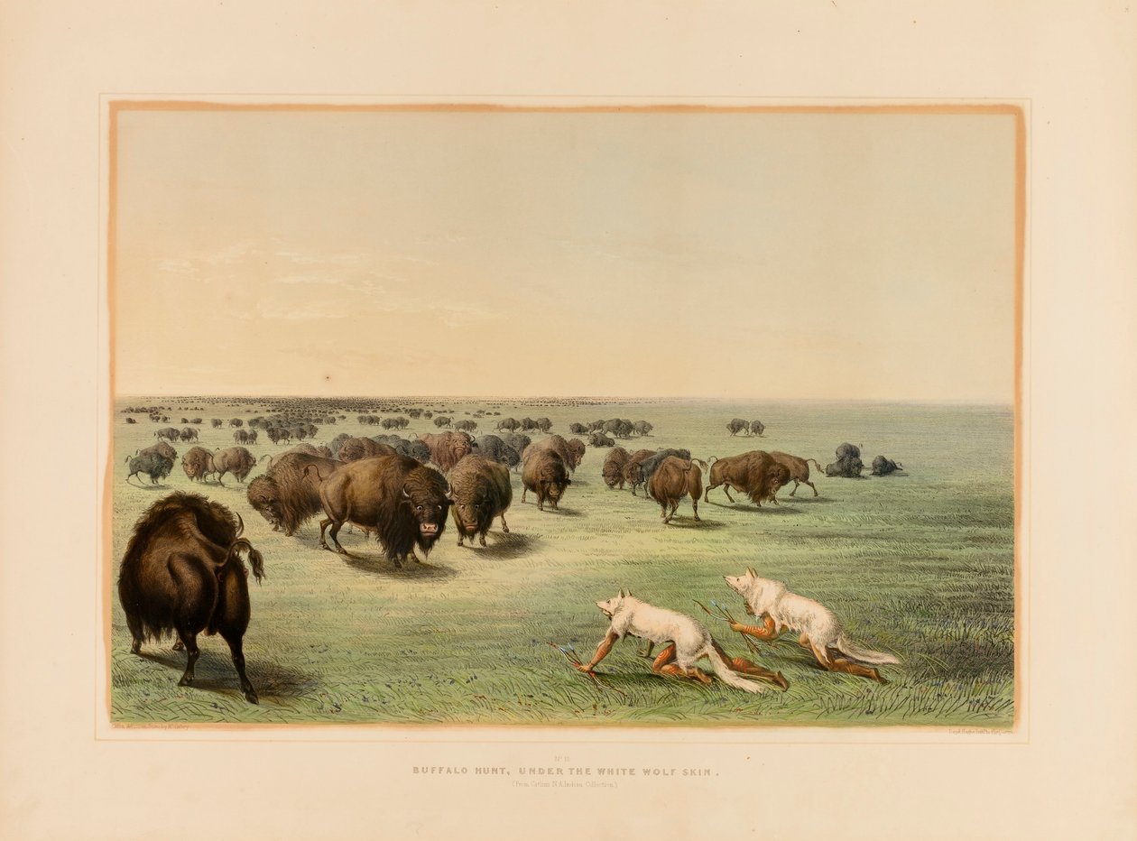 Lov na bizona pod bílou vlčí kůží - č. 13 od George Catlin