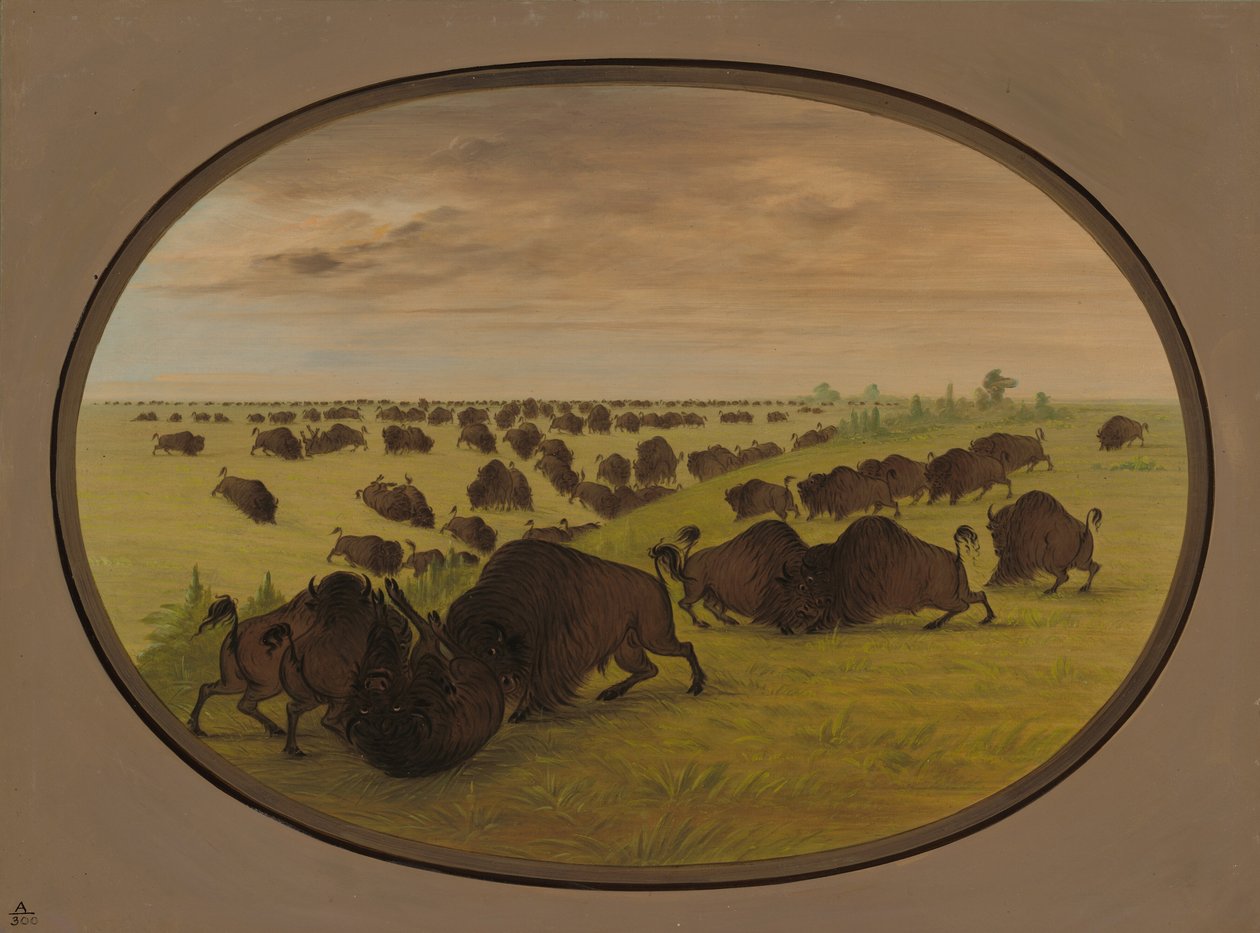 Býčí zápasy, 18611869. od George Catlin