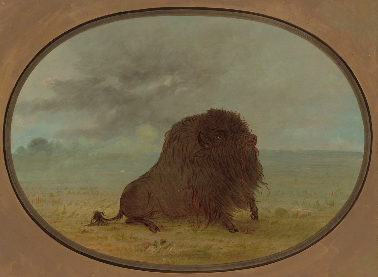 Umírající buvolí býk, 18611869. od George Catlin