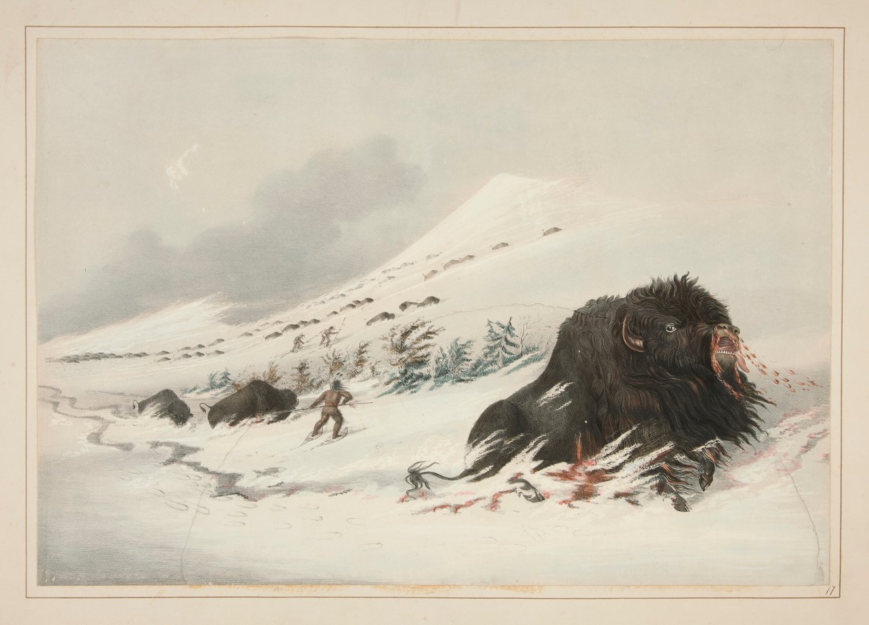 Dying Buffalo Bull, in Snow Drift, pl. 17 z portfolia severoamerických indiánů od George Catlin