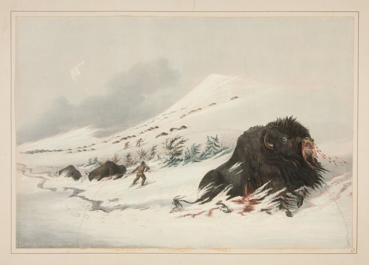 Umírající bizoní býk ve sněhové závěji, tabule 17 z Portfolia severoamerických Indiánů od George Catlin