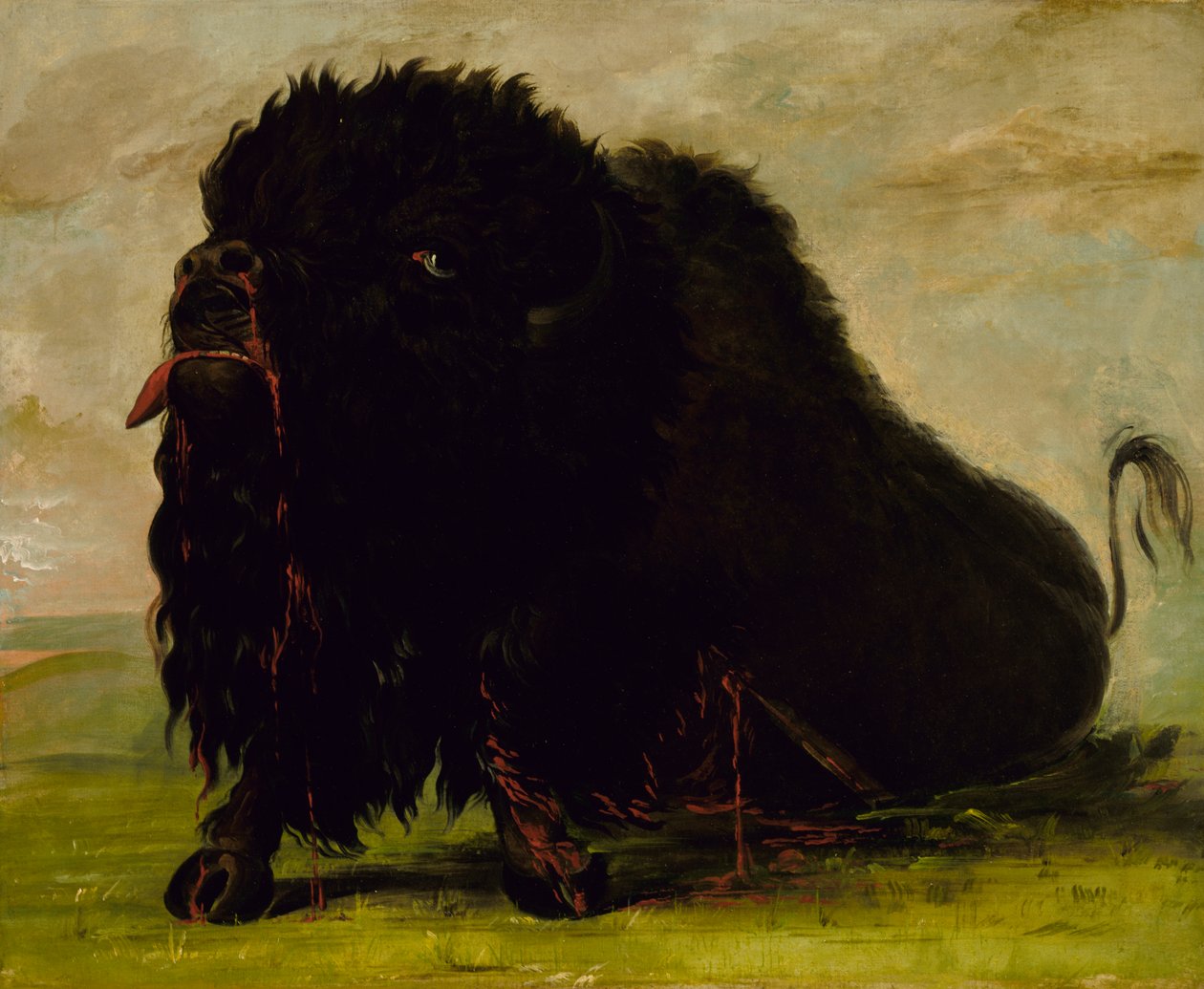 Umírající buvol, výstřel šípem, 1832-1833. od George Catlin