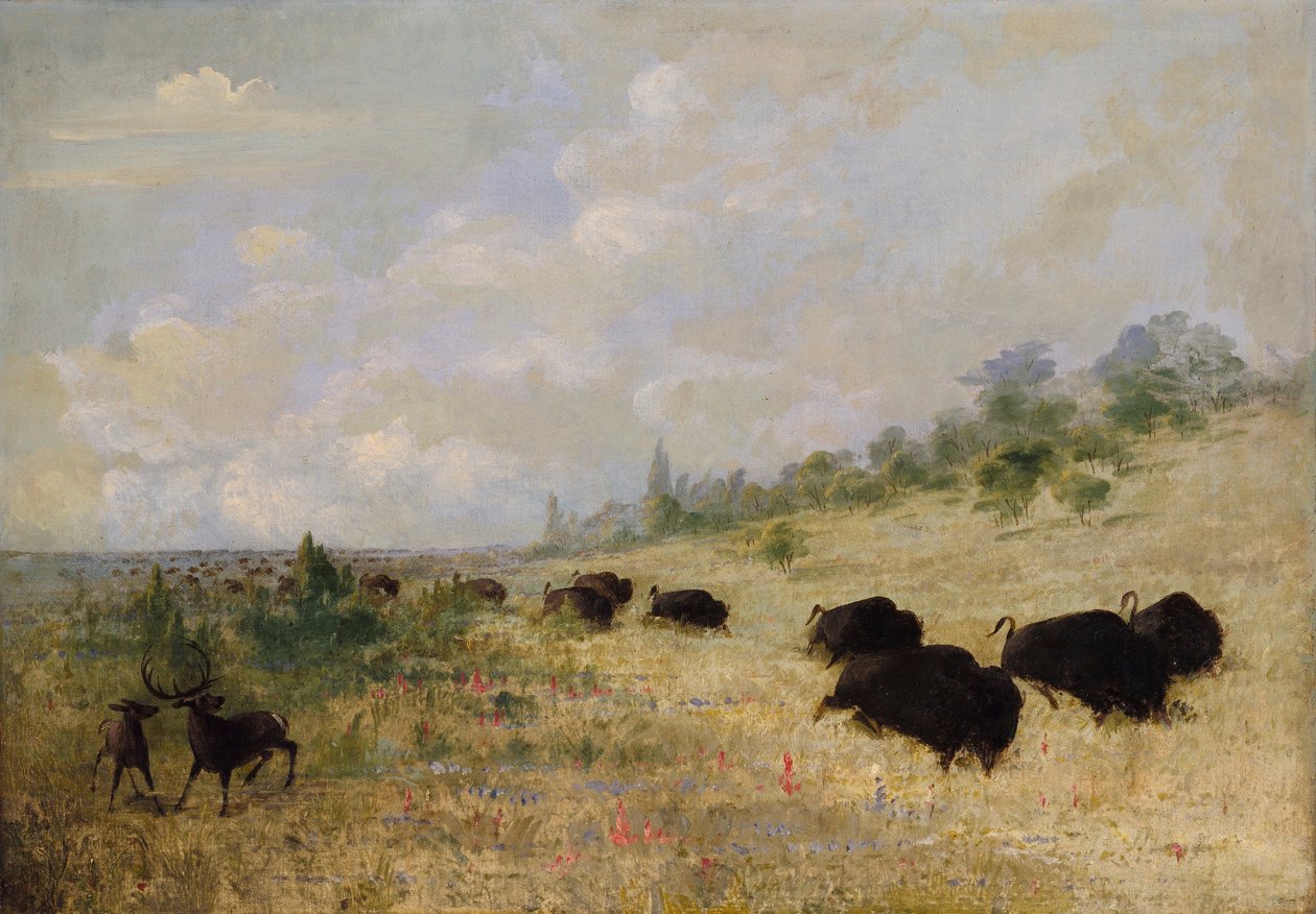 Losi a bizoni pasoucí se mezi květinami prérie, Texas od George Catlin