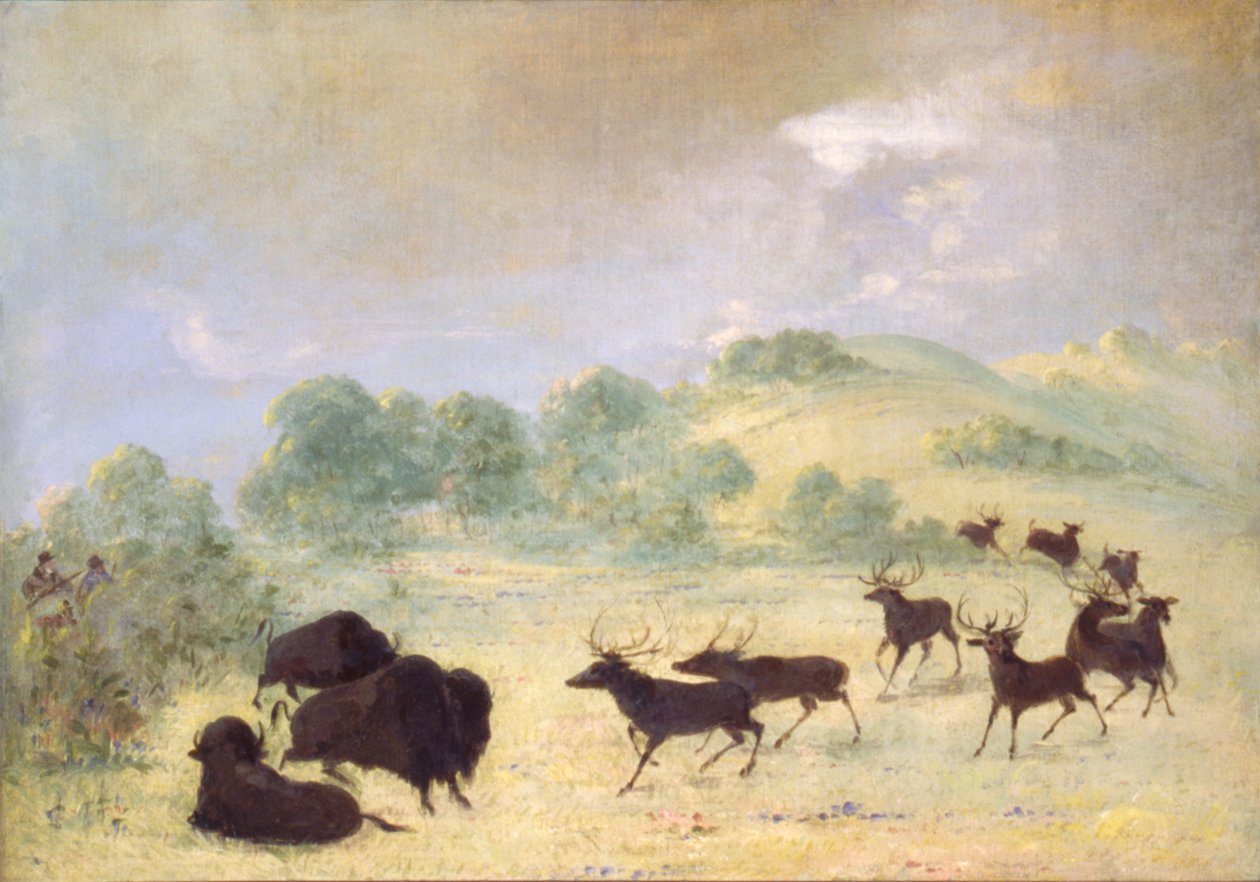 Seznámení losů a bizonů, Texas od George Catlin
