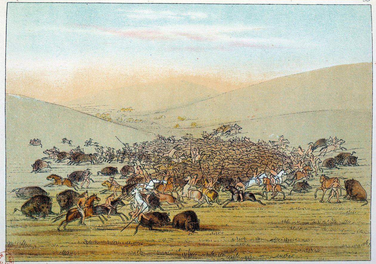 Indiáni Ameriky: Indičtí miniatarees lovící buvoly s oštěpy. Ilustrace George Catlin (1794-1872) od George Catlin