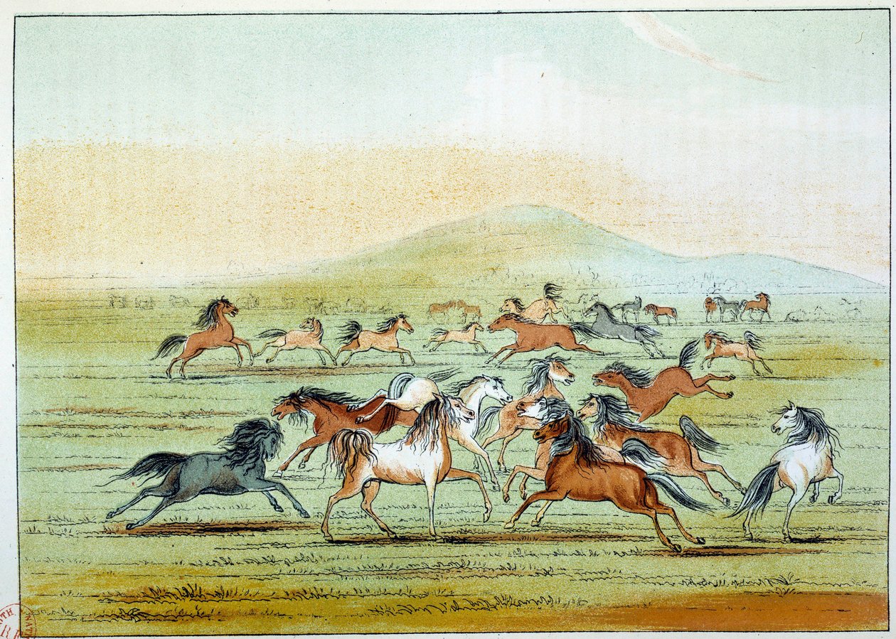 Indiáni Ameriky: divocí koně, které lovili indiáni. Ilustrace George Catlin (1794-1872) od George Catlin
