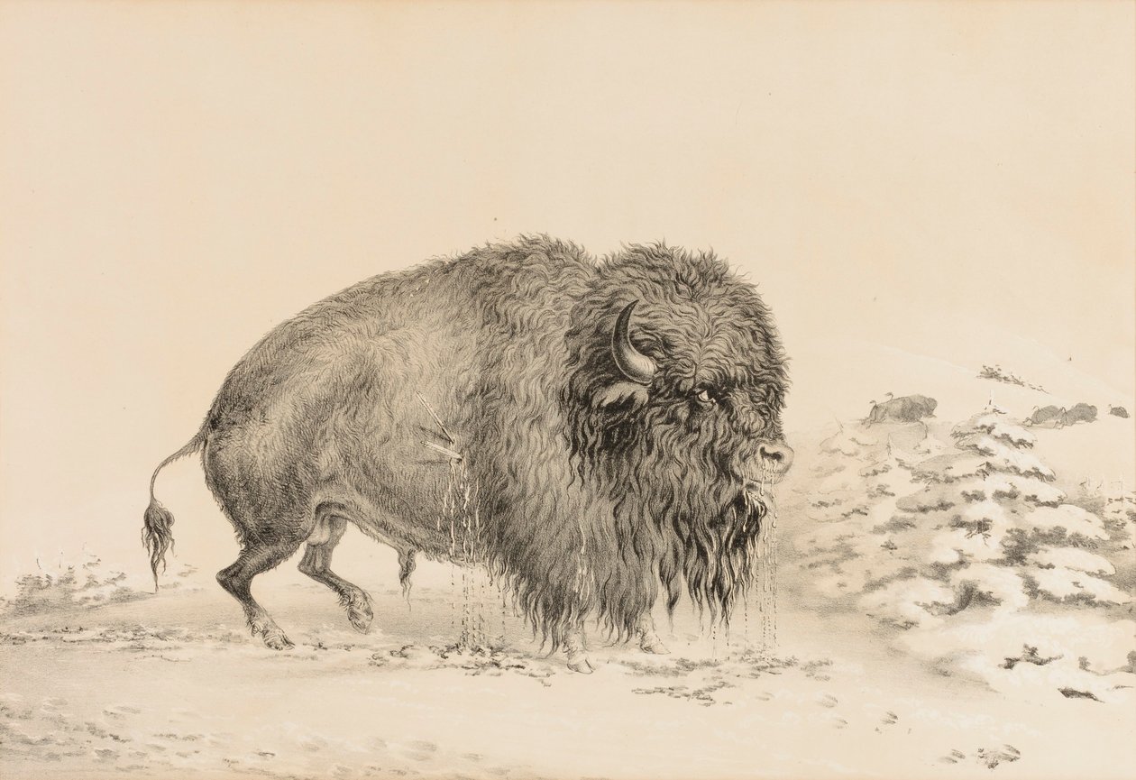 Těžce zraněný bizon - č. 16 od George Catlin
