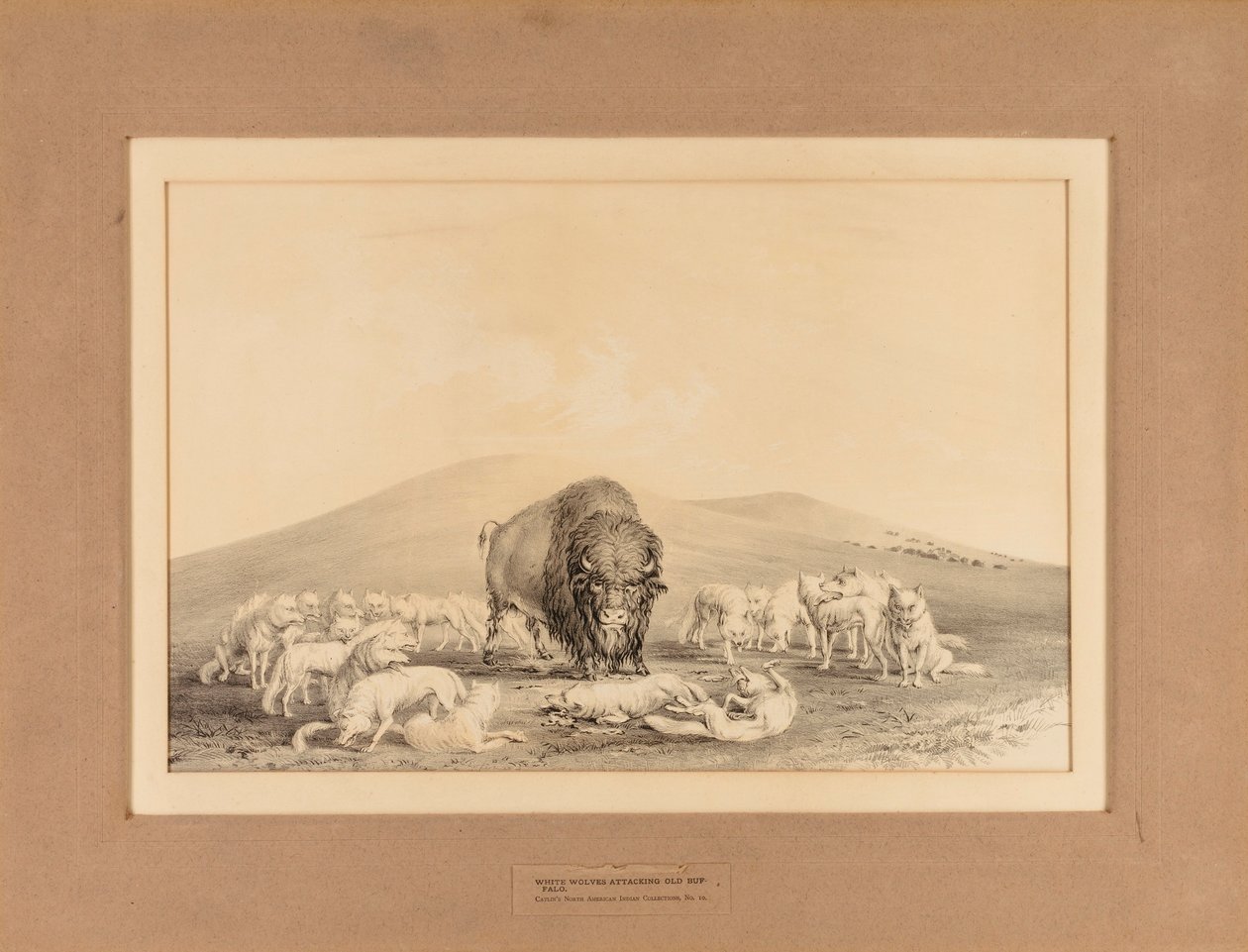 Bílí vlci útočí na starého bizona - č. 10 od George Catlin
