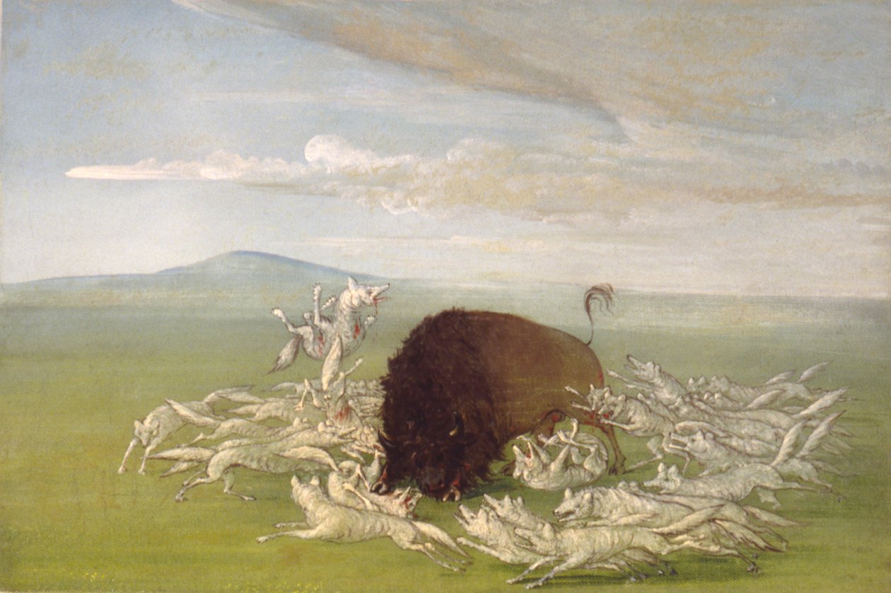 Bílí vlci útočí na buvolího býka od George Catlin