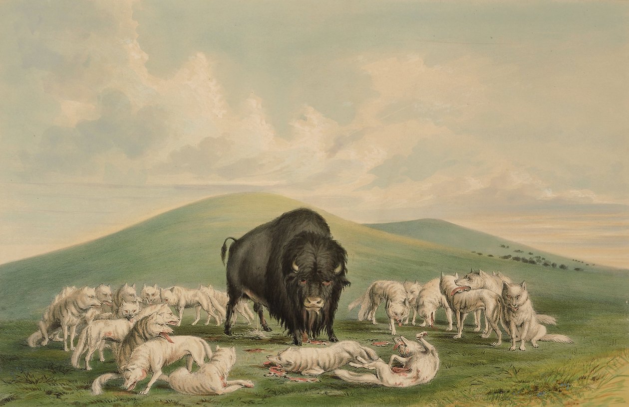 Bílí vlci útočící na bizoního býka od George Catlin