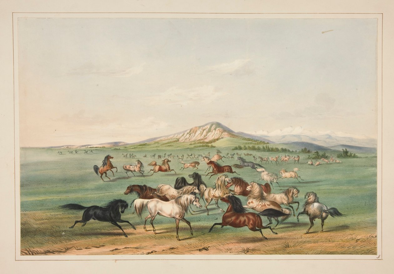 Wild Horses At Play, pl. 3 z portfolia severoamerických indiánů od George Catlin