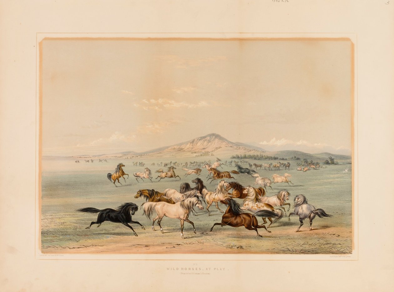 Divocí koně při hře - ne. 3 od George Catlin
