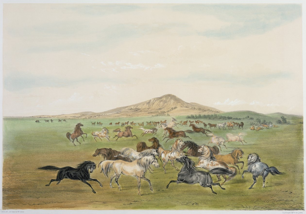 Divocí koně při hře (barevná litografie) od George Catlin