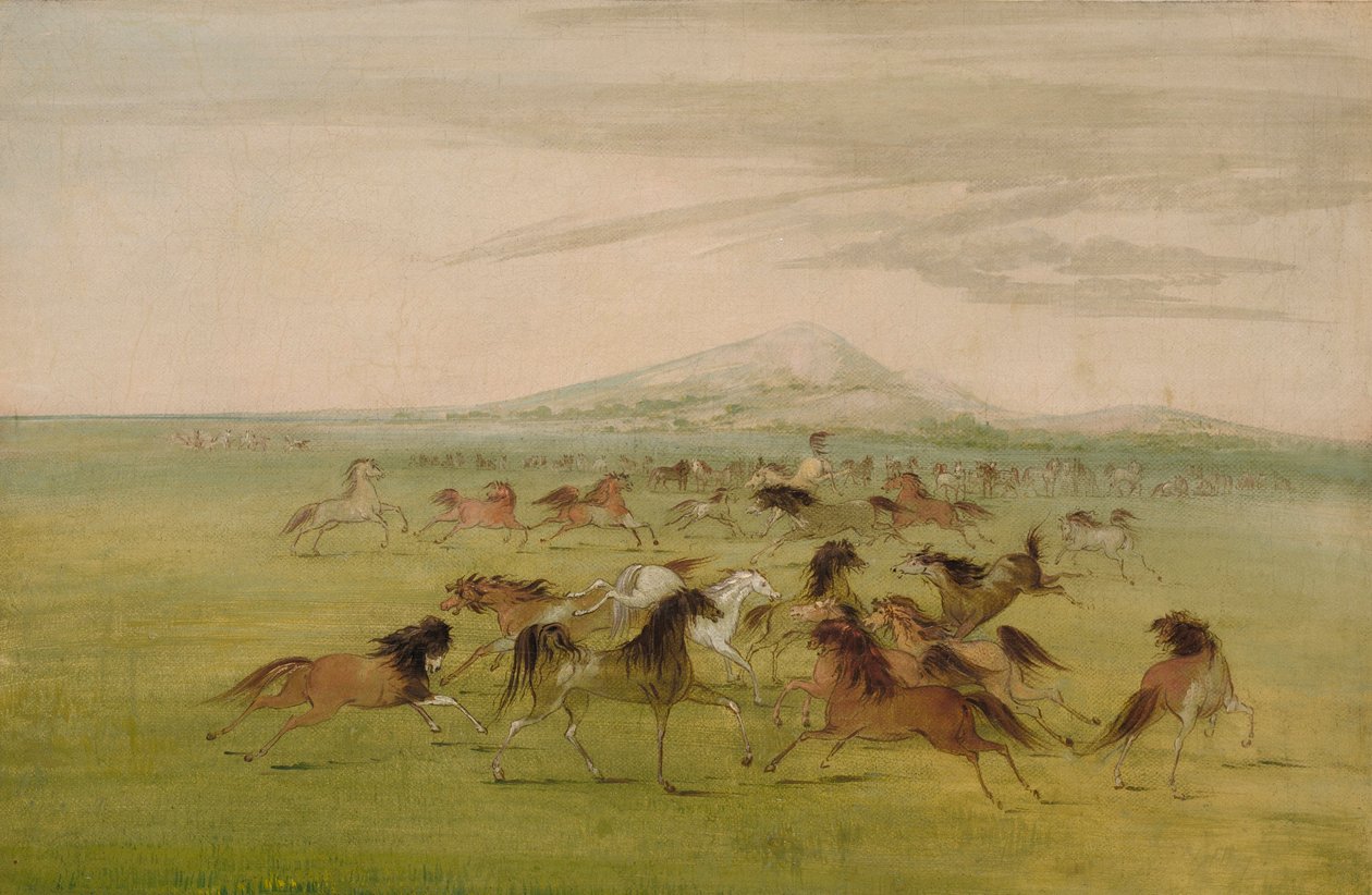 Divocí koně při hře od George Catlin