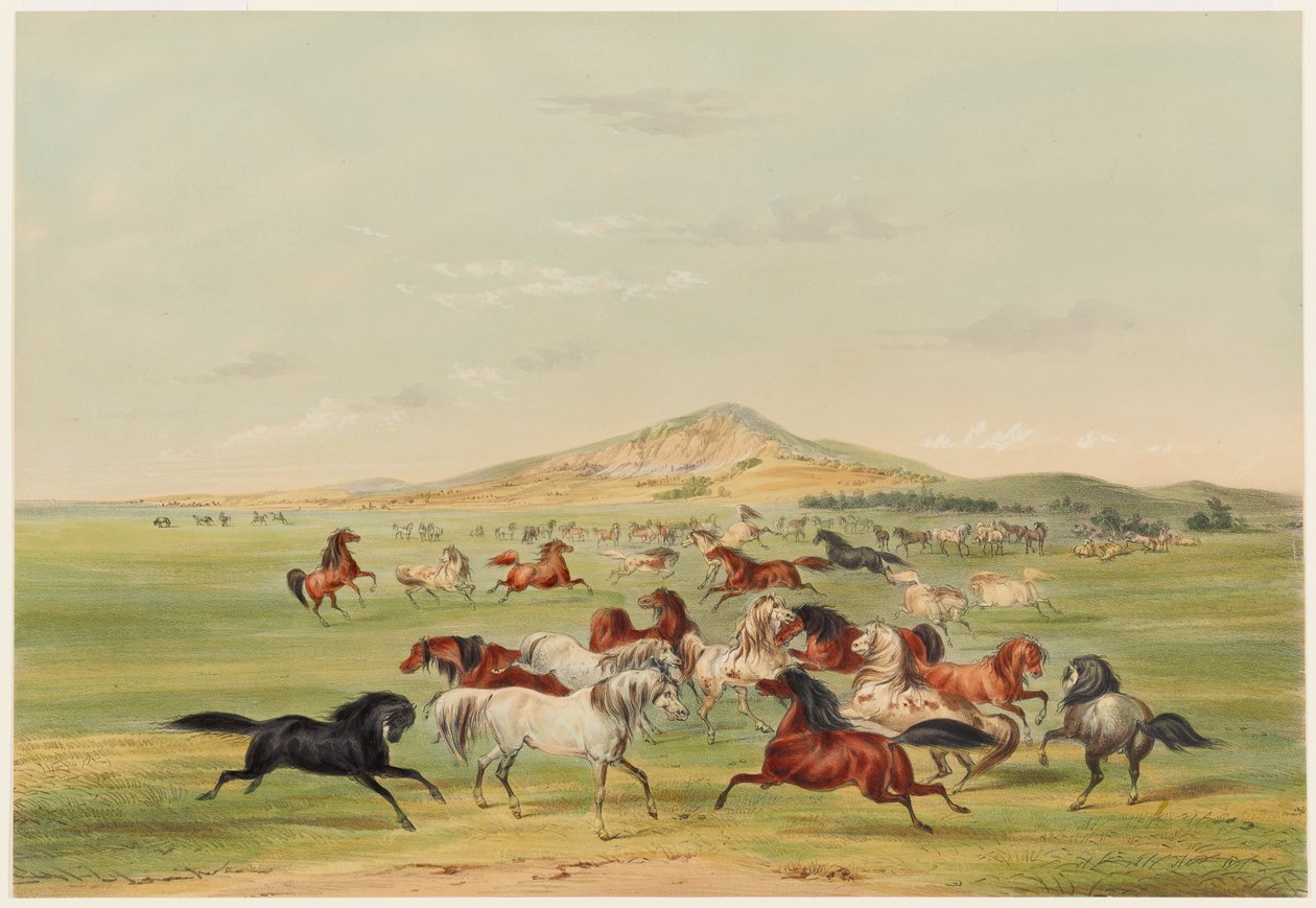 Hrající si divocí koně od George Catlin