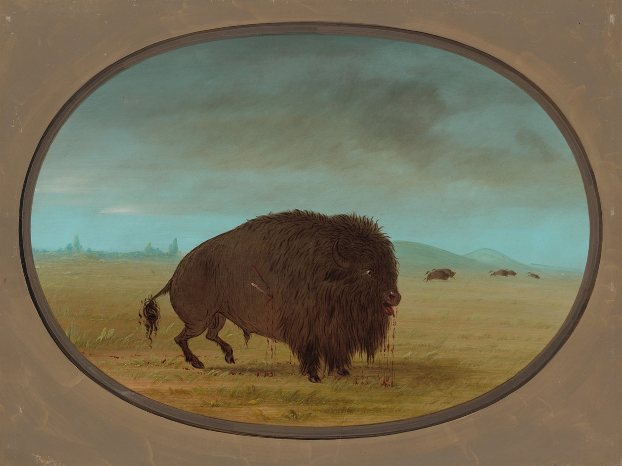 Zraněný buvolí býk, 18611869. od George Catlin
