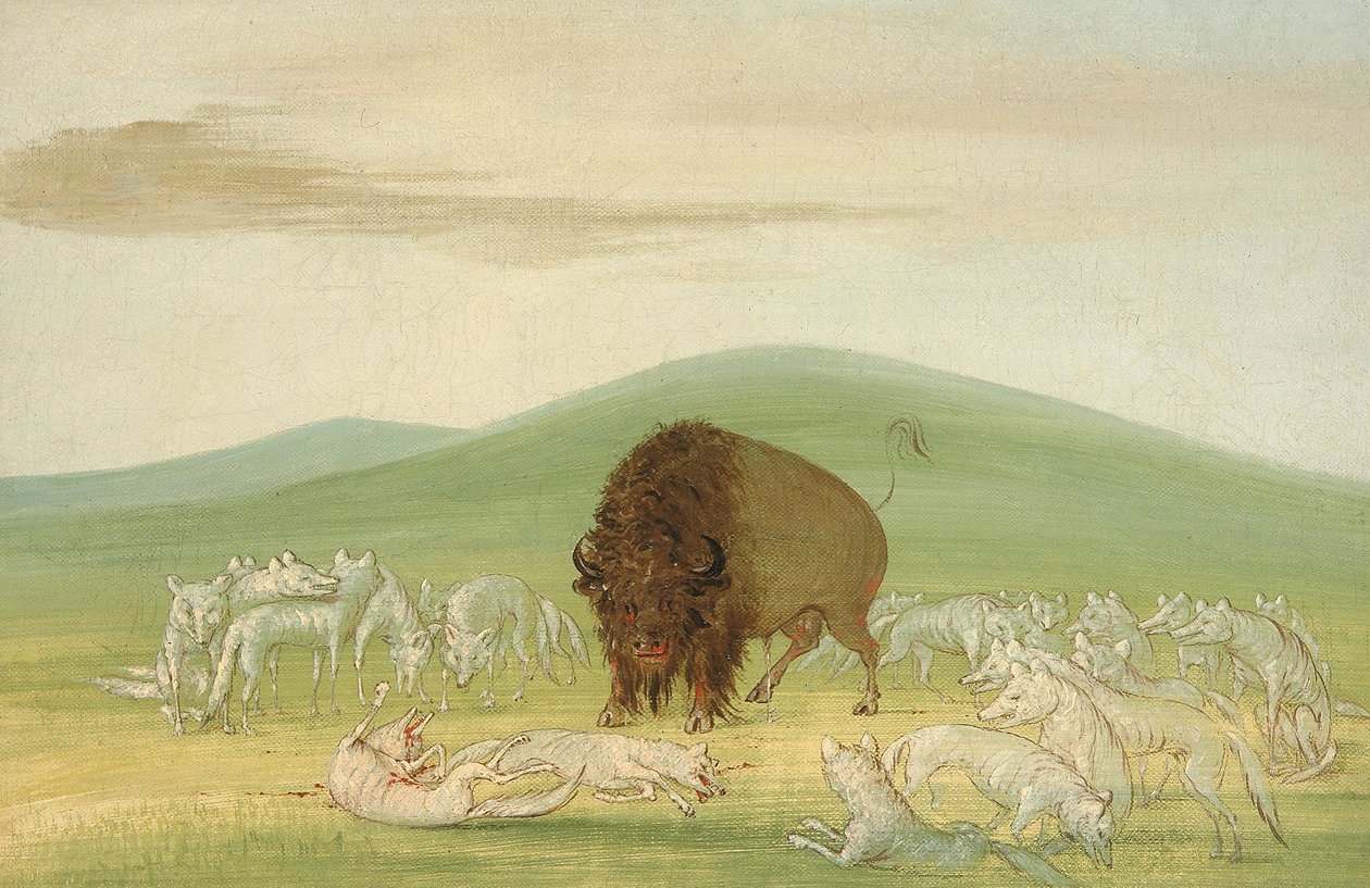 Zraněný buvolí býk obklopený bílými vlky, 1832-1833. od George Catlin