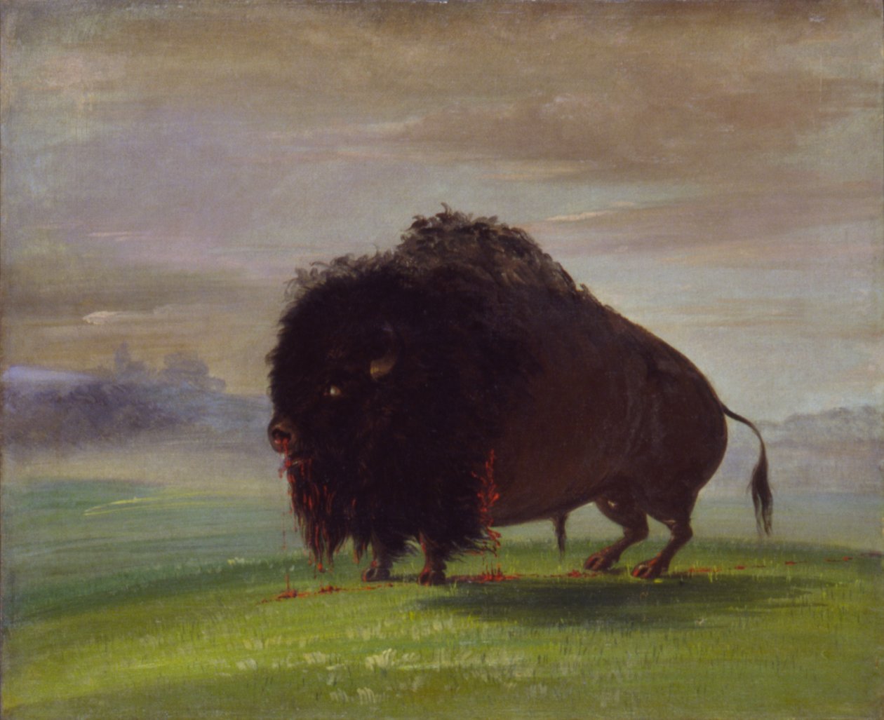 Zraněný bizon, který prolévá svou krev nad prérií od George Catlin