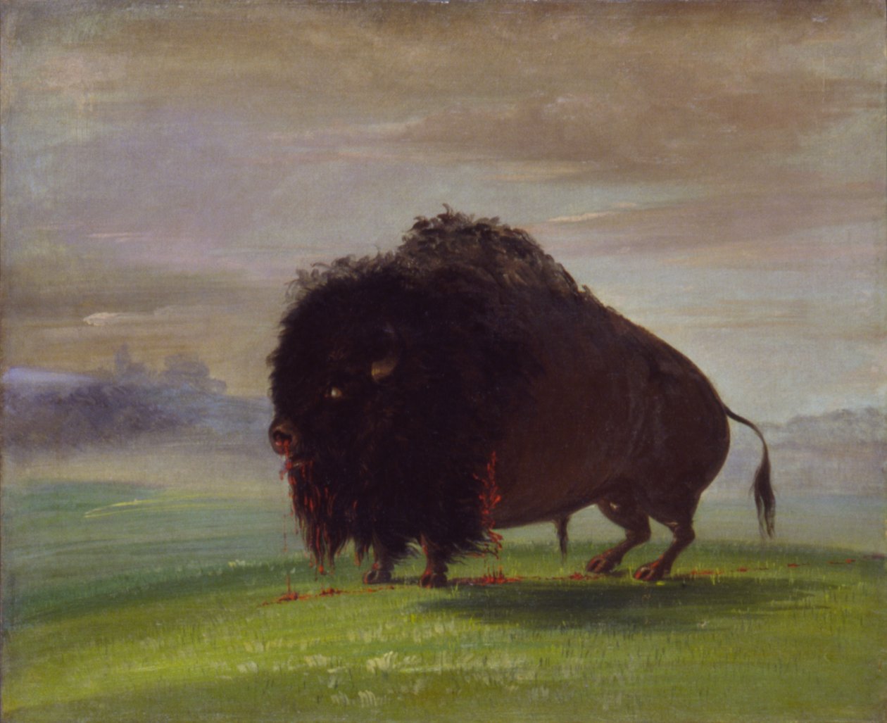 Zraněný buvol, stříkající svou krev přes prérie, 1832-1833. od George Catlin