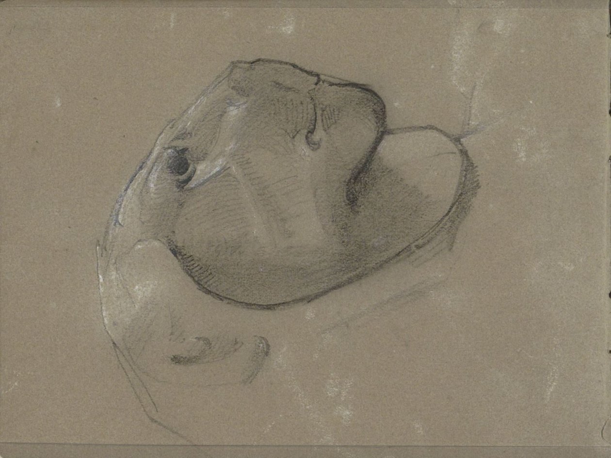 Lví hlava, pravděpodobně po soše od George Clausen