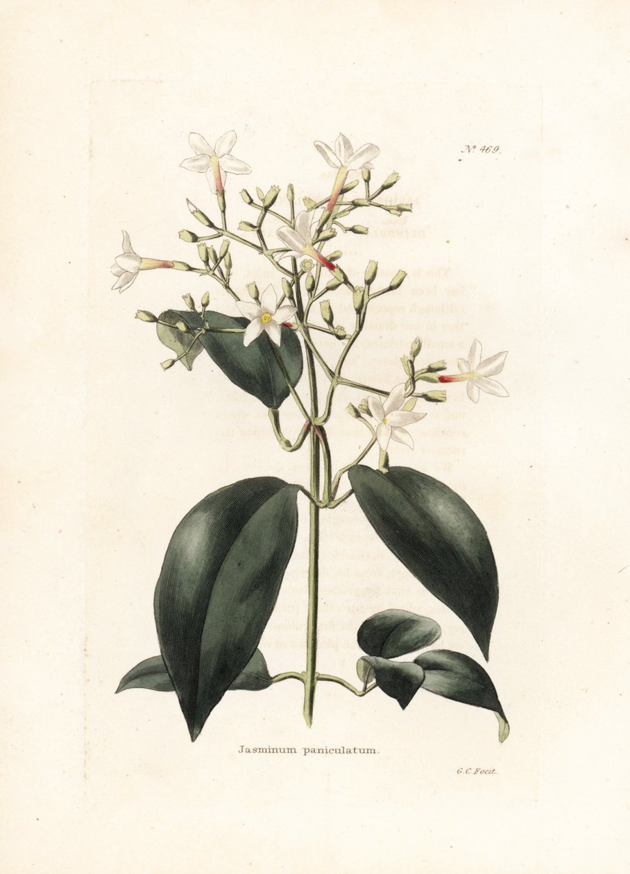 Jasmin (Jasminum paniculatum) - Litografie od George Cooke, pro britský časopis Conrad Loddiges Botanical Cabinet (1738-1826) od George Cooke