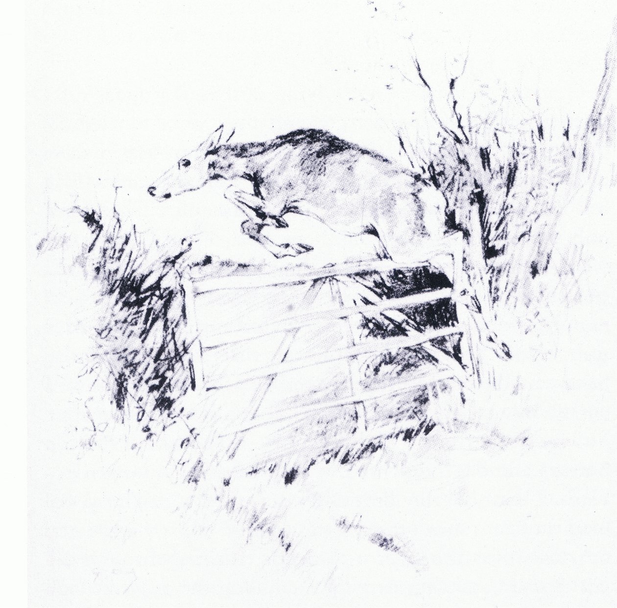 Jako šíp z luku (litho) od George Denholm Armour