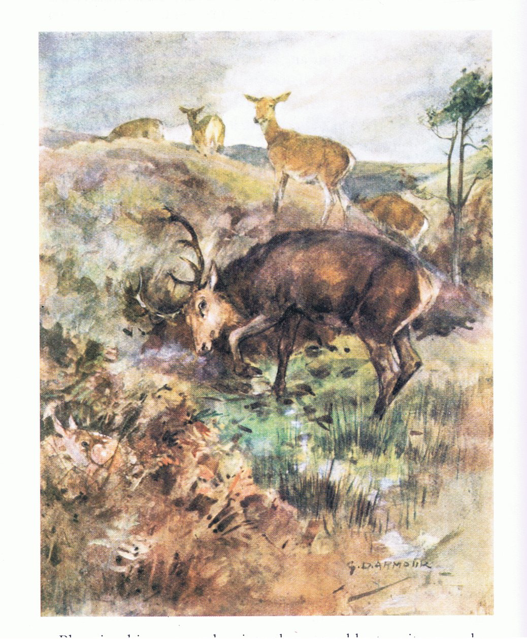 Zabořil své velké parohy do země a roztrhal je (barva litho) od George Denholm Armour