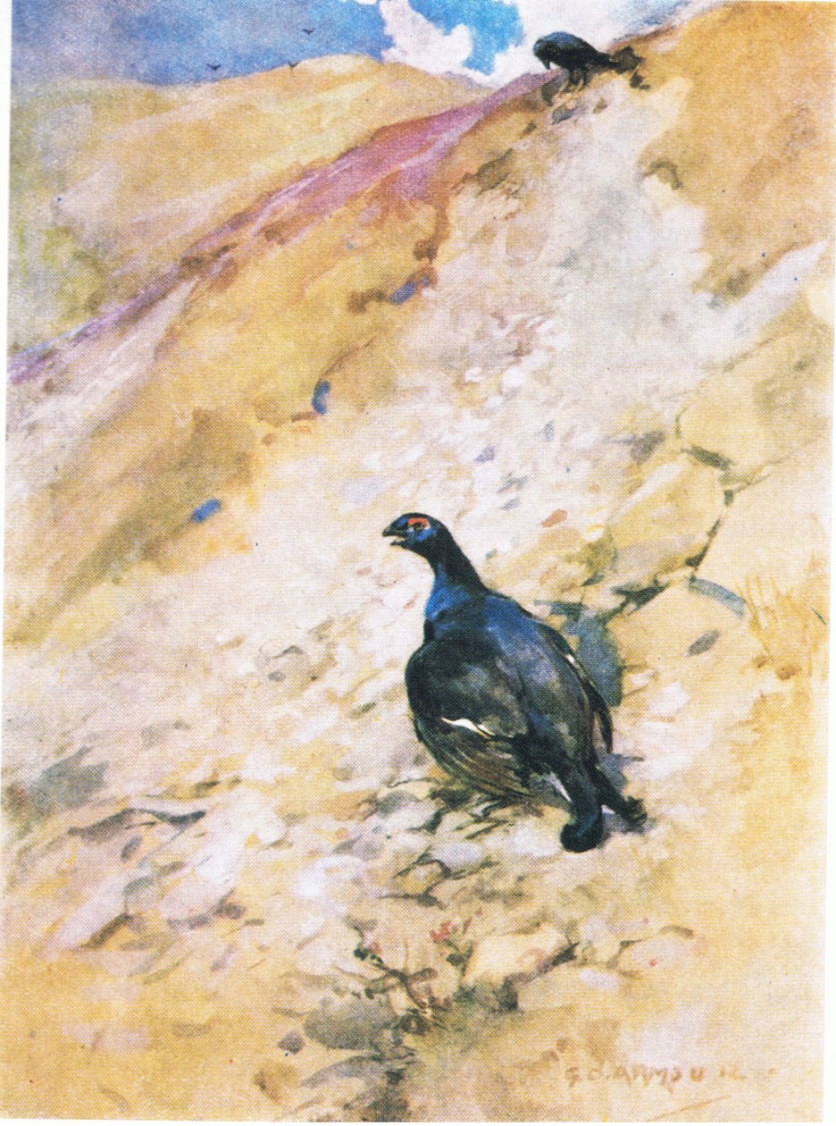 Blackcock si koupel velmi užíval, načechral si peří a mával křídly (barva litho) od George Denholm Armour