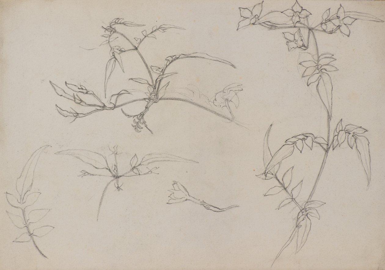 Botanická kresba od George Dutch Davidson