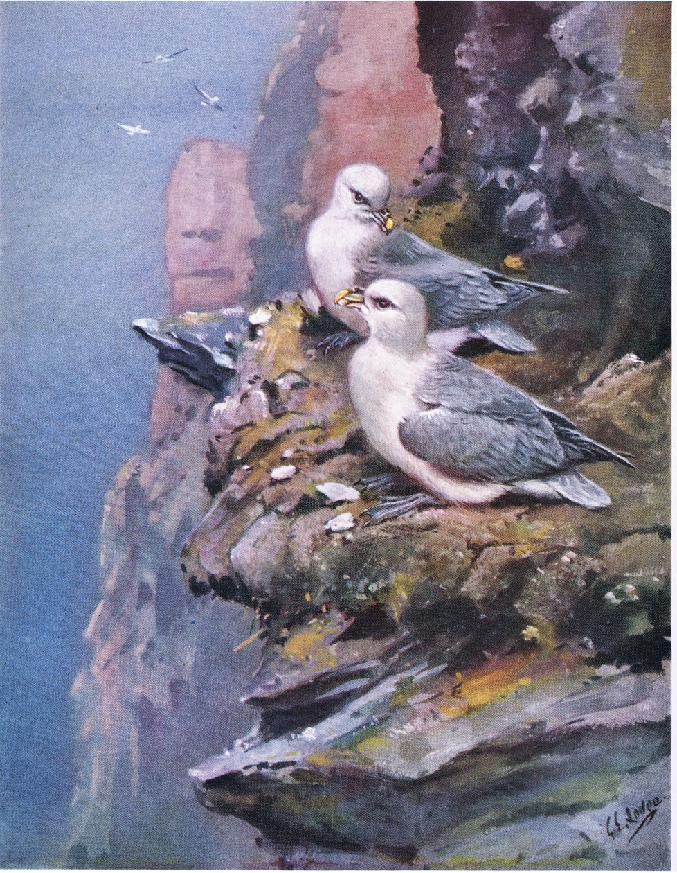 Fulmary (litografie) od George Edward Lodge