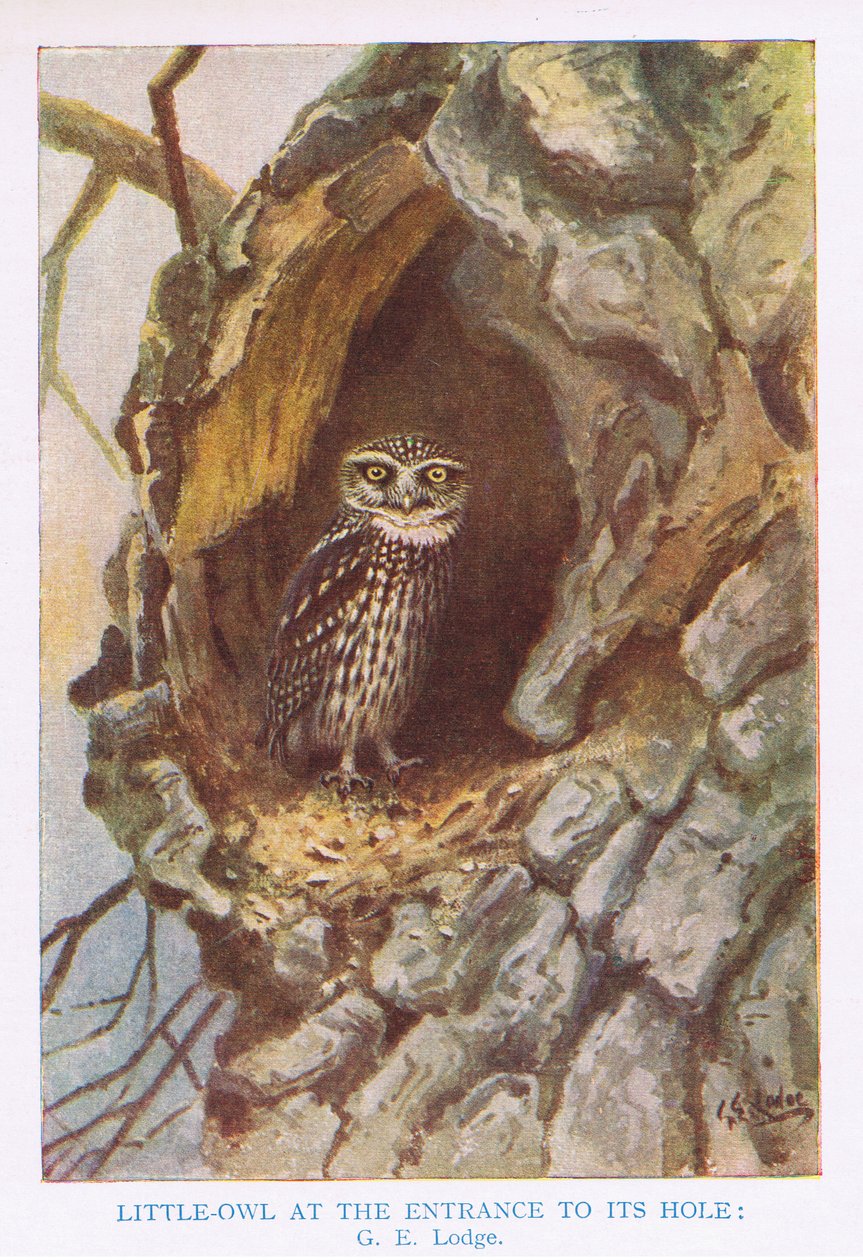 Malá sova u hnízdní nory, ilustrace z knihy 