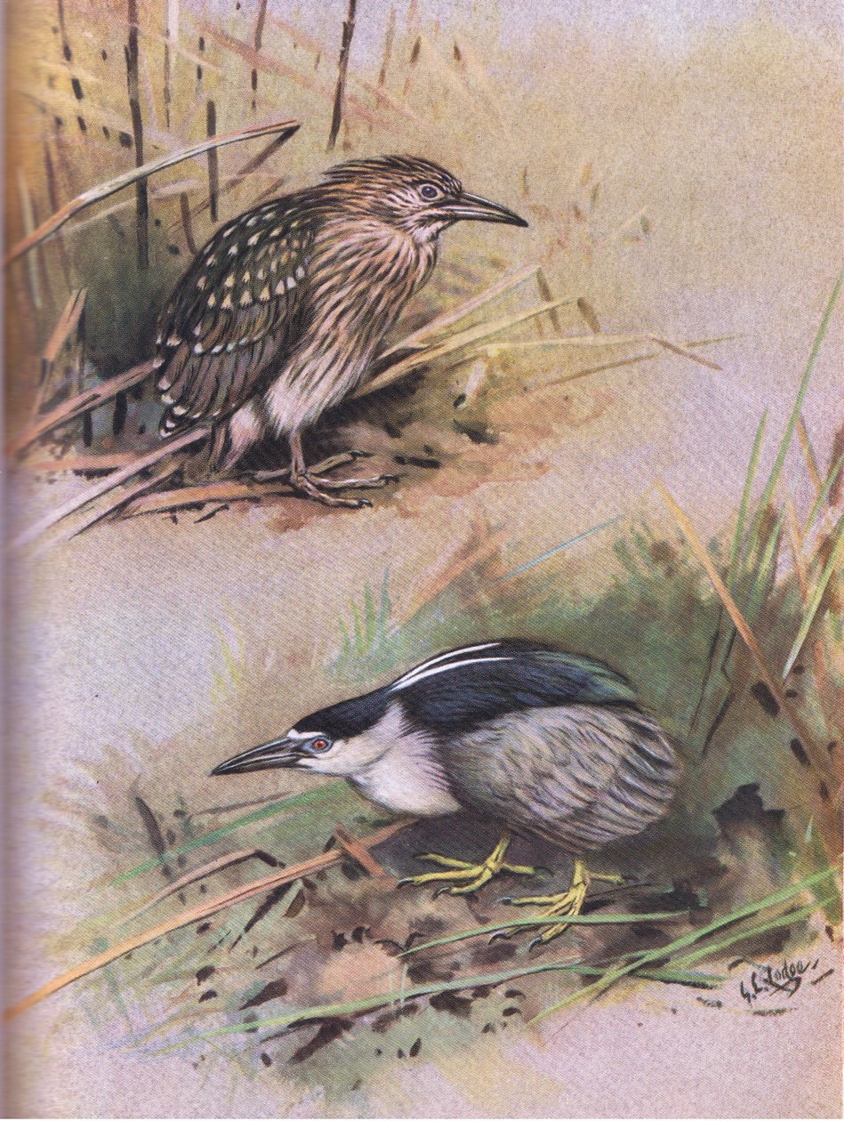 Noční volavka (litografie) od George Edward Lodge