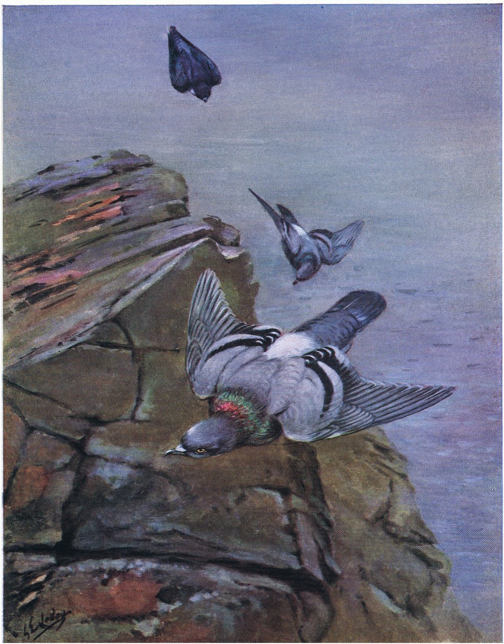 Rock Dove (litografie) od George Edward Lodge