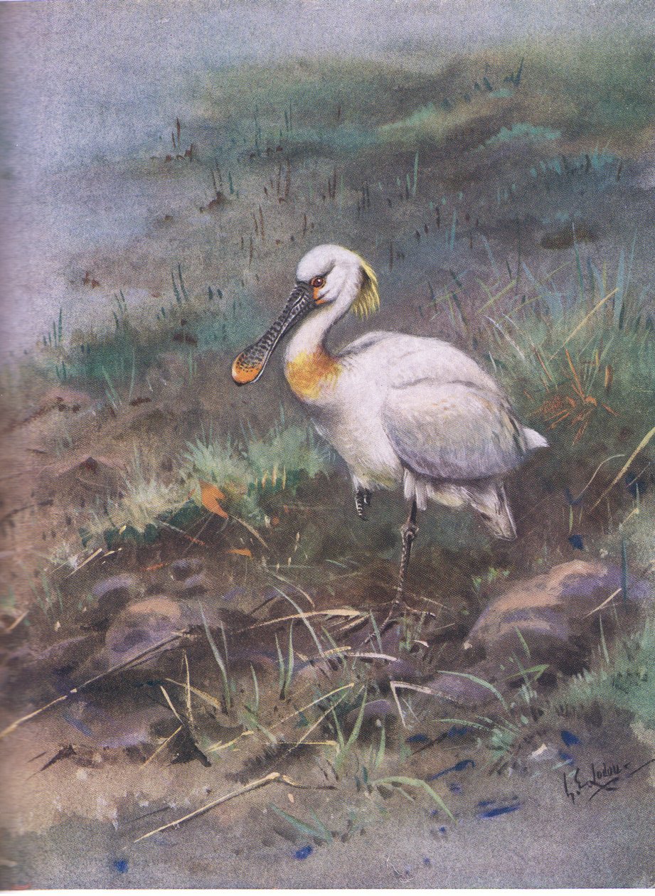 Lžičák (litografie) od George Edward Lodge